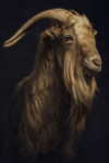 ADIDAS PAPER_GOAT_CarlesCarabi_05