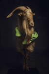 ADIDAS PAPER_GOAT_CarlesCarabi_08