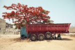 flamboyant_01_1134