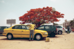 flamboyant_02_1134