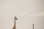 tanzania_15_
