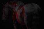 CAC01_HORSE_780_