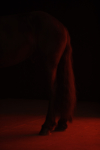 CAC01_HORSE_786_