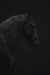 CAC01_HORSE_929_